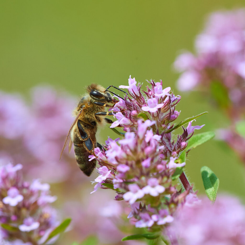 Nahaufnahme einer Honigbiene auf blühendem Oregano – Biodiversität in Solarparks des Energieunternehmens Wattner als Beitrag zur Energiewende und ökologischen Flächennutzung.